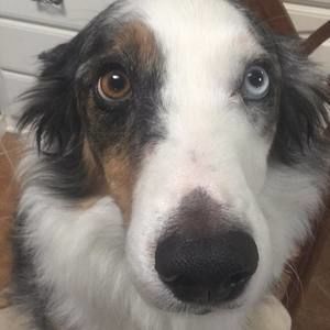 Meet your Posher, Bosco